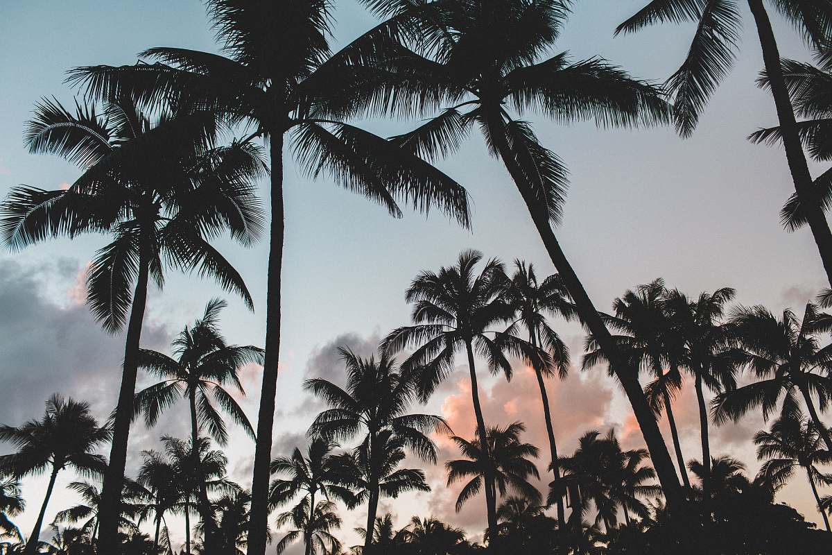 tree gray scale photography of coconut trees during daytime palm trees